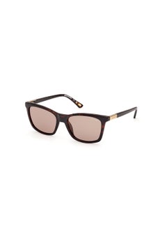 Buy Women's Square Shape  Sunglasses SE636052H54 Lens Size: 54 Millimeter - Dark Havana in Saudi Arabia