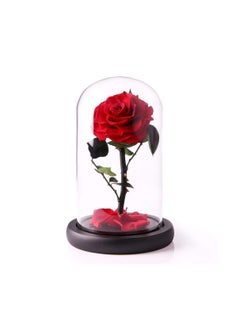 Buy Handmade Preserved Flowers Forever Roses in Glass Natural Eternal Never Withered  (Red) in UAE