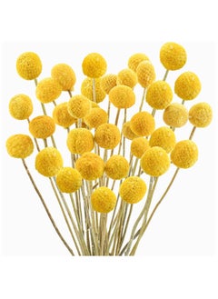 Buy 30 PCS Natural Dried Flowers, Golden Balls Hammer Flowers Flower Bouquet, Floral Bouquet for Arrangement Wedding Home Tall Vase Decoration, Craspedia Billy in UAE