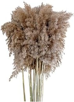 Buy Harilla 10 Pieces Grass Decor Boho Dried Grass decor Decorations Pompous Grass Reed Branches, 30-40cm in Egypt