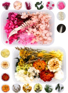 Buy Natural Real Dried Flower Combination, Mixed Multiple Assorted Dried Flower Material Package for Handmade Crafts DIY Accessories Home Decoration Filling Materials (2 Box) in UAE