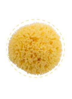 اشتري Honeycomb Sea Sponge 100% Natural Size-14 Piece Of One في الامارات