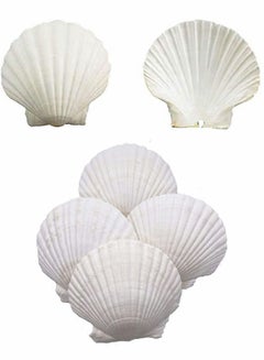 Buy Scallop Shells for Serving Food, 6PCS Baking Shells Large White Natural Seashell from Sea Beach for DIY Craft Mermaid Beach Wedding Home Decoration (10-13cm) in Saudi Arabia