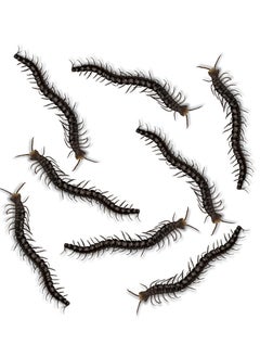 Buy Spooky 8-Piece Fake Centipedes Halloween Decoration for Fun Prank, Trick-or-Treat Props, Theme Party, Haunted House Decor, Size 15 x 3 cm Each in UAE