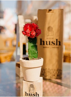 Buy Natural plant (Moon cactus ) in Egypt