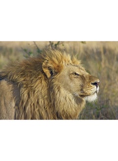 Buy Lion Big Cat Wall Art Canvas Print Multicolour 50x33x3.5cm in UAE