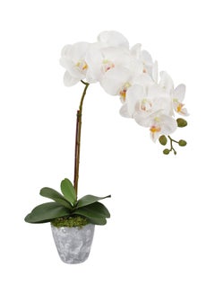 Buy Artificial Orchid Flowers 55cm White/Green in UAE