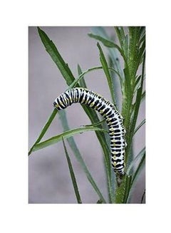 Buy Caterpillar Printed Decorative Wall Poster Green/White/Black 34x24cm in Egypt