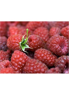 Buy Raspberries Themed Self Adhesive Wall Sticker Red/Green 140x105cm in Egypt