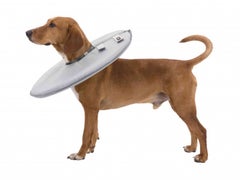 trixie inflatable collar