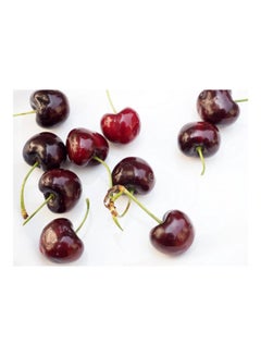 Buy Cherries Printed Self-Adhesive Wall Sticker White/Red/Green 60x45cm in Egypt