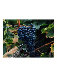 Buy Grapes Printed Self Adhesive Vinyl Wall Sticker Multicolor 160x120cm in Egypt