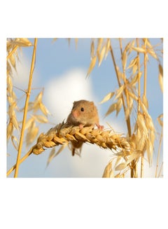 Buy Eurasian Harvest Mouse Vinyl Self Adhesive Wall Sticker Multicolor 60x45cm in Egypt