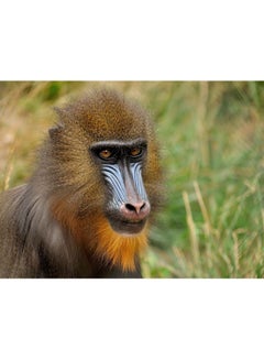 Buy Mandrill Vinyl Self Adhesive Wall Sticker Multicolor in Egypt