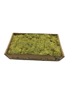 Buy Preserved Natural Dry Moss Grass Light Green 32x8x16cm in UAE