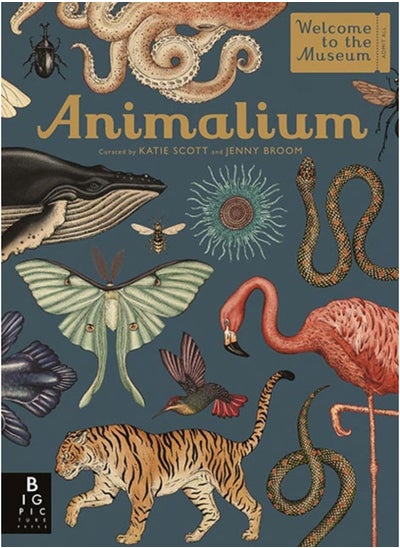 اشتري Animalium في الامارات