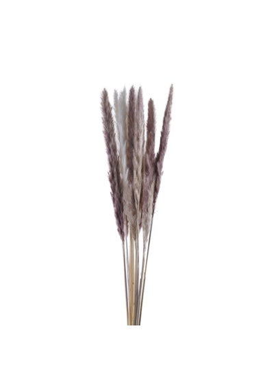 Buy Natural Dried Small Pampas 60cm - Brown and Ivory in UAE