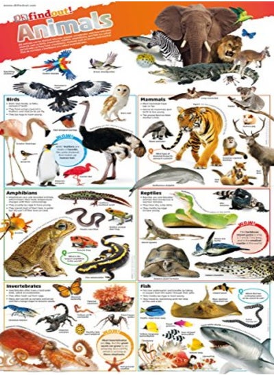 Buy DKfindout! Animals Poster in UAE