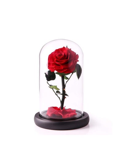 اشتري Handmade Preserved Flowers Forever Roses in Glass Natural Eternal Never Withered  (Red) في الامارات