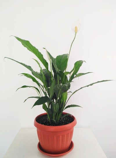 اشتري Peace Lily Plant في مصر
