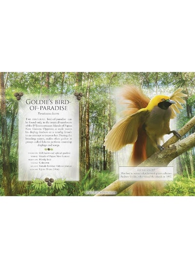 Buy The Little Book of Rainforest Animal Sounds in UAE