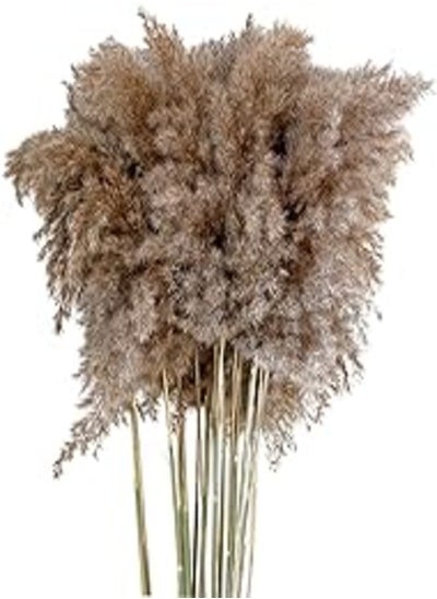 Buy Harilla 10 Pieces Grass Decor Boho Dried Grass decor Decorations Pompous Grass Reed Branches, 30-40cm in Egypt