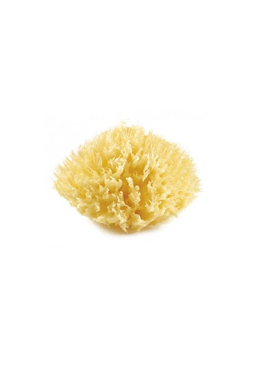 اشتري Honeycomb Natural Sponge في الامارات