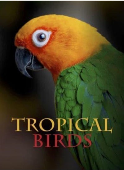 Buy Tropical Birds in UAE