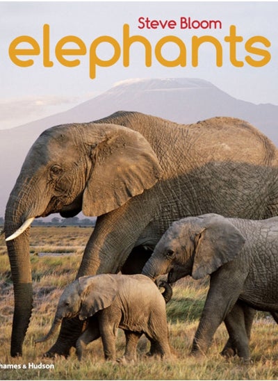 Buy Elephants in UAE