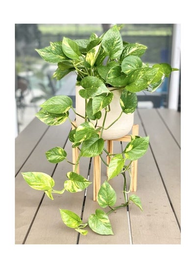 Buy Golden Pothos in Egypt