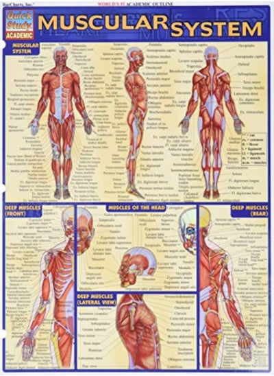 اشتري Muscular System في الامارات