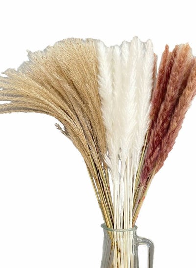 Buy 60-Piece Natural Dried Pampas Reed Grass  Set for Flower Arrangements Home Decor in UAE