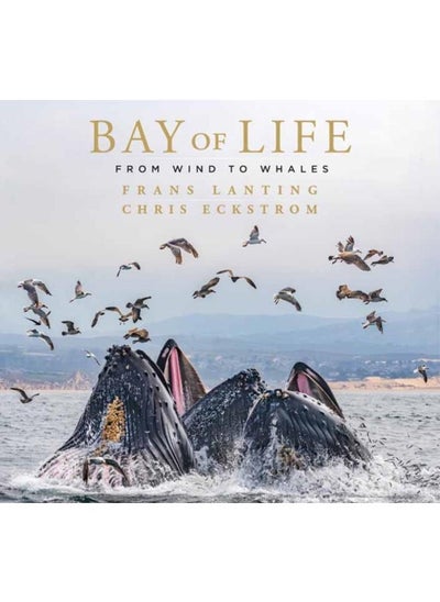 اشتري Bay of Life : From Wind to Whales في الامارات