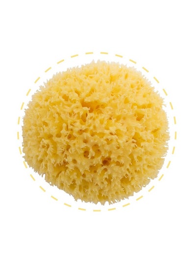 Buy Honeycomb Sea Sponge 100% Natural Size-14 Piece Of One in UAE