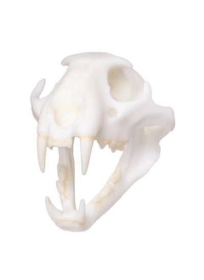 اشتري Leopard Miniature Replica Skull في الامارات