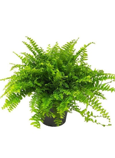 Buy Boston Fern in Egypt