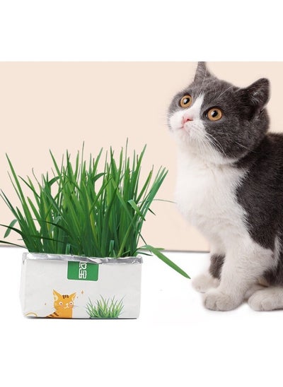 Buy Cat Grass Easy Grow Kit ,Helps Cat’s Digestive System in UAE