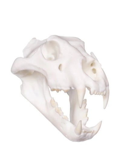 اشتري Lion Miniature Replica Skull في الامارات