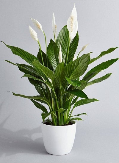 Buy Peace Lily Palace in Egypt