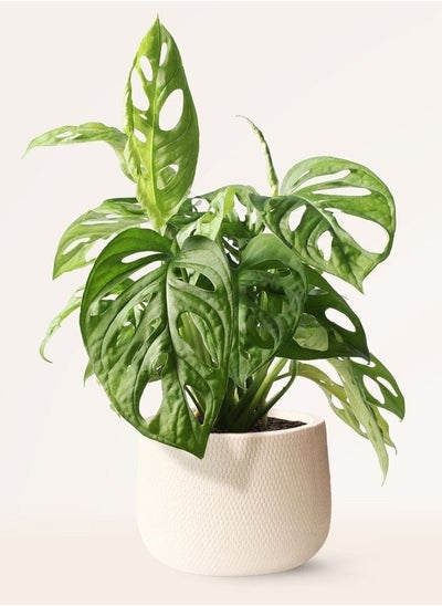 Buy Monstera Adansonii in Egypt