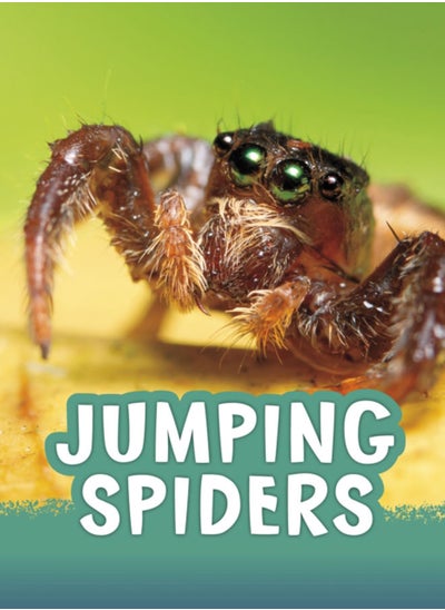 Buy Jumping Spiders in UAE