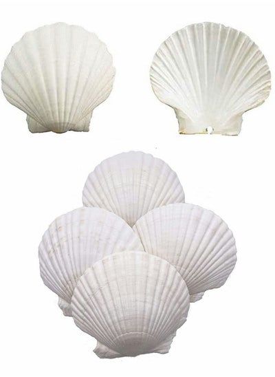 Buy Scallop Shells for Serving Food, 6PCS Baking Shells Large White Natural Seashell from Sea Beach for DIY Craft Mermaid Beach Wedding Home Decoration (10-13cm) in UAE