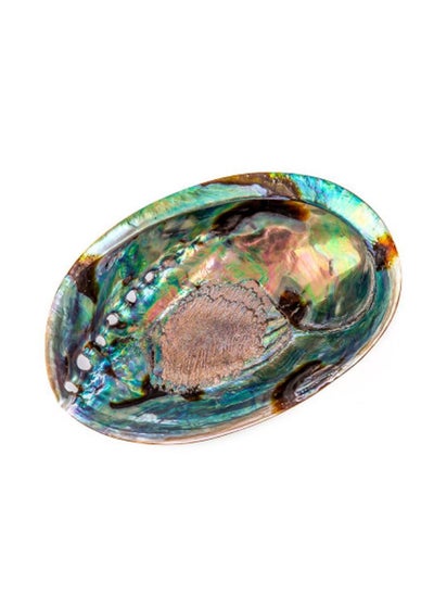 Buy Natural Abalone Shell 5-6 Inches in UAE