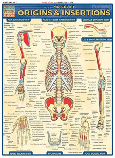 اشتري Muscular Origins  and Insertions في الامارات