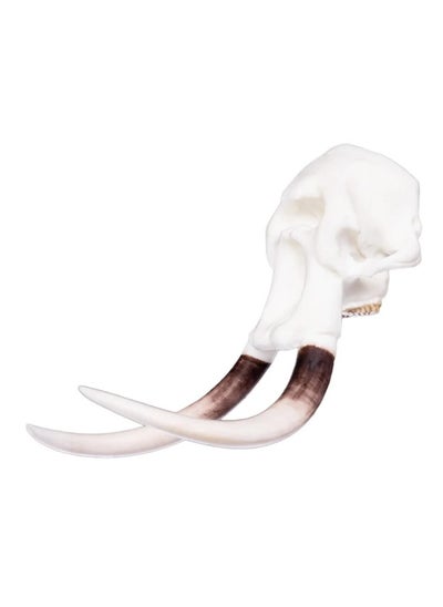 اشتري Elephant Miniature Replica Skull في الامارات