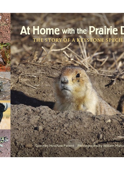 Buy At Home with the Prairie Dog : The Story of a Keystone Species in UAE