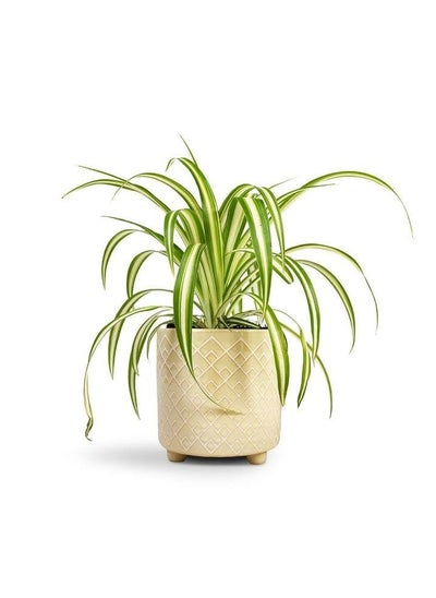 Buy Spider Plant in Egypt