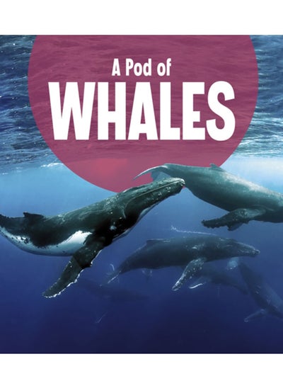 Buy A Pod of Whales in UAE