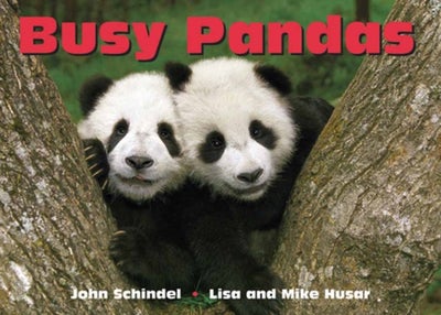 اشتري Busy Pandas كتاب بأوراق سميكة قوية في الامارات