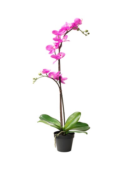 Buy Orchid Artificial Flower Pink/Green 65centimeter in Saudi Arabia